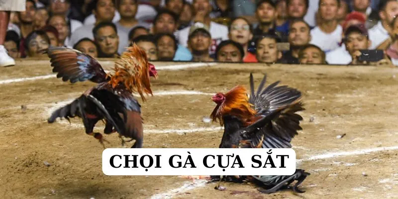 Nắm ngay các mẹo chơi chọi gà cựa sắt nhanh thắng