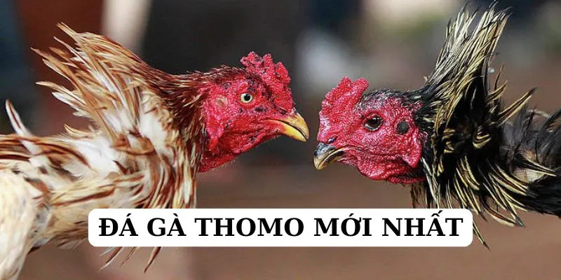 Các mẹo chơi nhanh thắng khi tham gia game đá gà thomo mới nhất