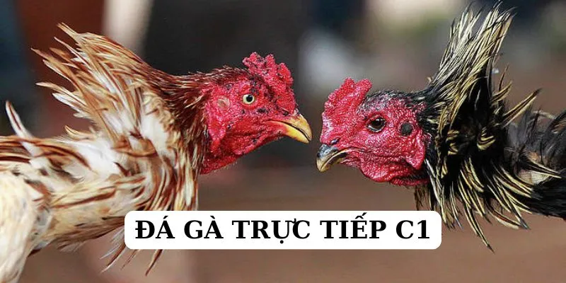 Đá gà trực tiếp C1