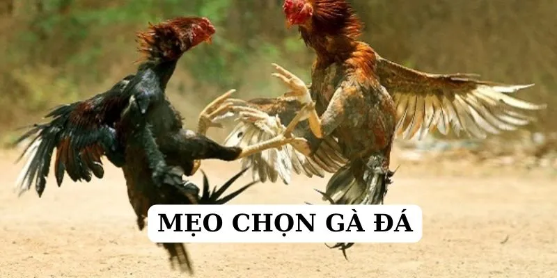 mẹo chọn gà đá